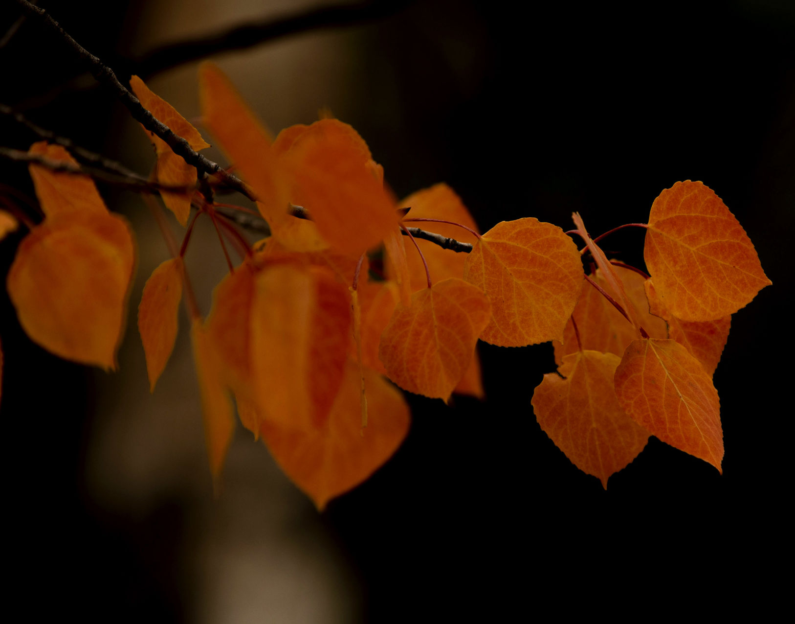 100219-news-fallcolors 21